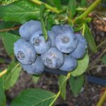  Early tall blueberries Patriot
