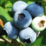  Early tall blueberries Puru