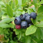  Early tall blueberries Rankoccas