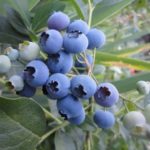  Early tall blueberries River