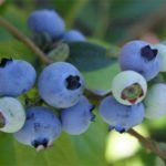  Early Tall Blueberry Sunrise