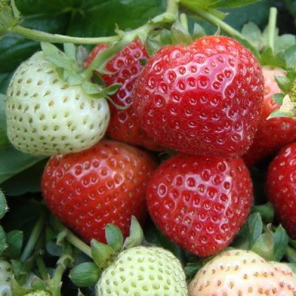  Repair gardening strawberry Evie 2