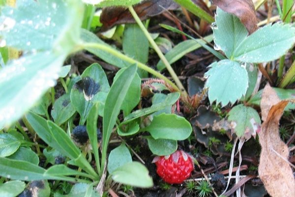  Arapaho Repair Strawberry