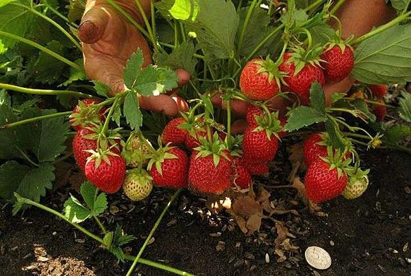  Borderella's Strawberry