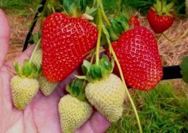 Rehabilitative Strawberry Temptation