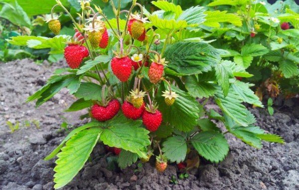  Remonturna Strawberry Diva F1