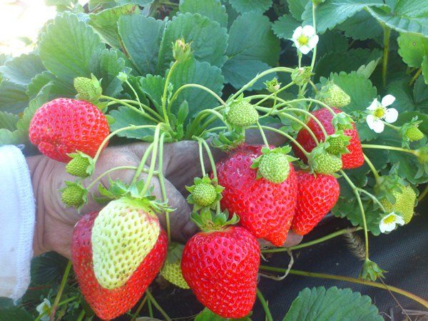  Rebuilding Strawberry Rapella