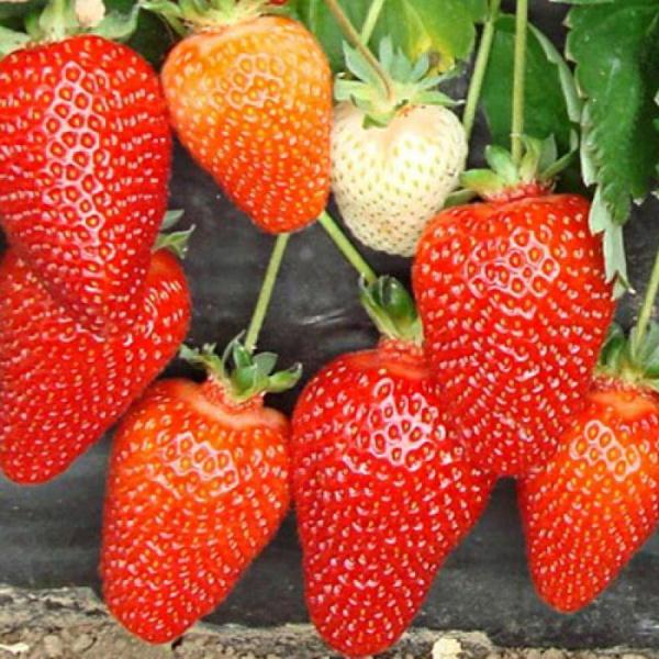  Remontant strawberries Superfekshen
