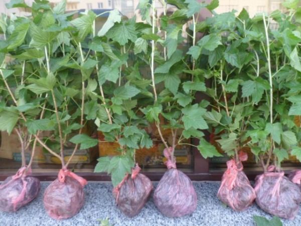  What should be currant seedlings