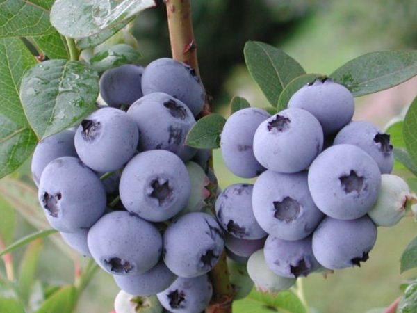  Garden Blueberry Bleukrop