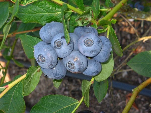 Garden Blueberry Patriot
