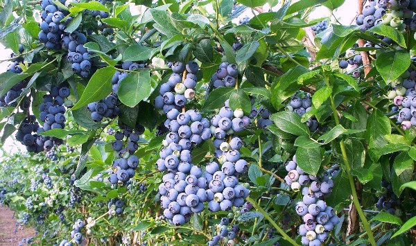  Garden blueberries