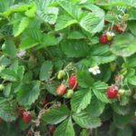  Garden small-fruited strawberry Alexandria