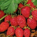  Garden strawberries Baron Salemacher