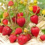  Ruyan's garden strawberry
