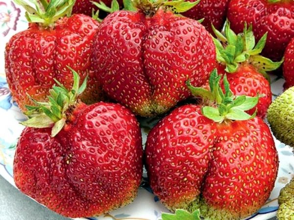 Garden strawberries Wima Tarda