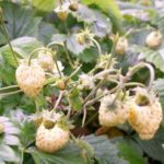  Garden strawberry Yellow miracle