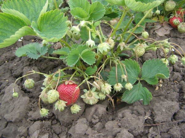  Bush strawberry Zenga Zengana with green and ripe berries