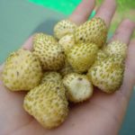  Garden strawberry Zolotinka