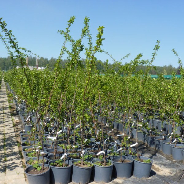  Cherry plum puietele Kuban cometa