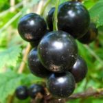  Variety of black currant Rita average maturity