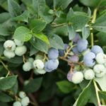  Medium-Litter Blueberry Polaris