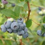  Middle Late Blueberry Putte