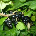  Middle grade black currant Black pearl