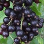  The average grade of blackcurrant Zush
