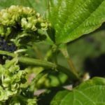  Afișează principalul dăunător al lui Viburnum Buldenezh