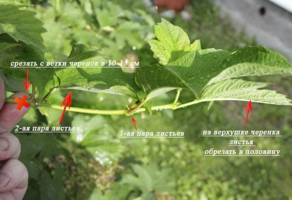  Reguli de tăiere vibranum tăieturi