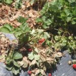  Avvizzimento verticale di fragole da giardino