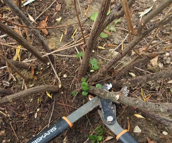  How to rejuvenate the old bush of black and red currants: pruning goals and walkthrough