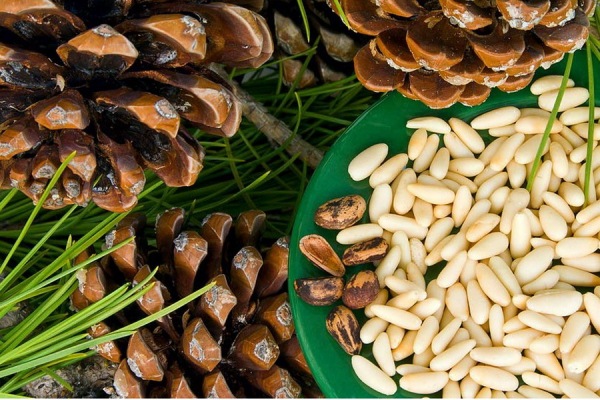  Kernel de piñones