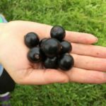  Drought-resistant variety of black currant Dobrynya