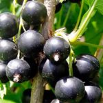  Drought-resistant variety of black currant Gulliver