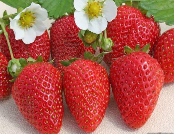  Strawberry Alba