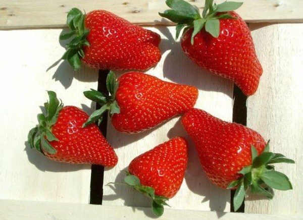  Strawberries Anthea