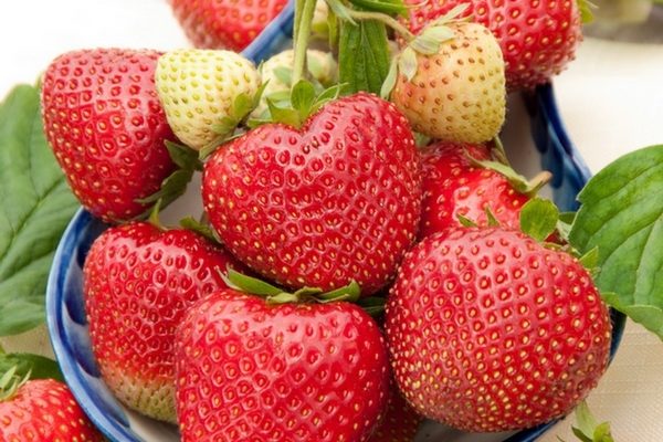  Kimberley Strawberries