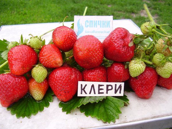  Clery strawberry