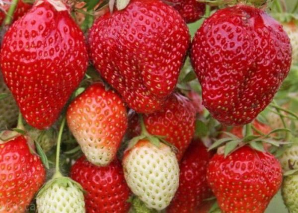  Spdovaya strawberry Wim Rin
