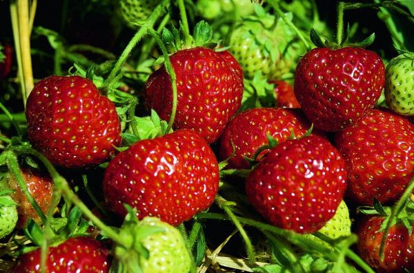  Strawberry Zenga Zengana