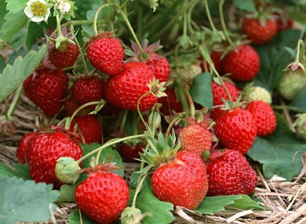  Garden strawberries