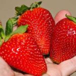  Strawberry garden Albion