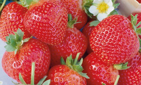  Strawberry garden Elsanta