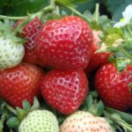  Strawberry Garden Evie 2