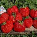  Strawberry garden Gigantella