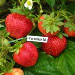  Strawberry garden Gigantella Maxim