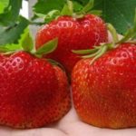  Strawberry garden Cambridge Favorite