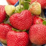  Kimberley alla fragola